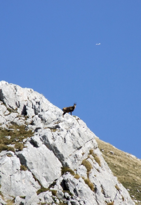 Camoscio d''Abruzzo Rupicapra pyrenaica ornata